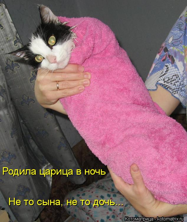 Не то сына, не то дочь... Родила царица в ночь... Котоматрица: Не то сына, не то дочь... Родила царица в ночь
