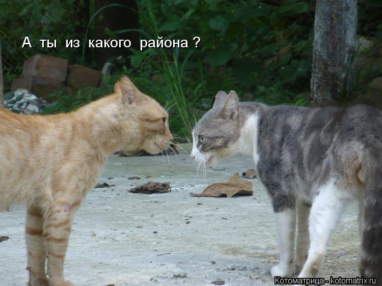 А ты из какого района ?... Котоматрица: А ты из какого района ?