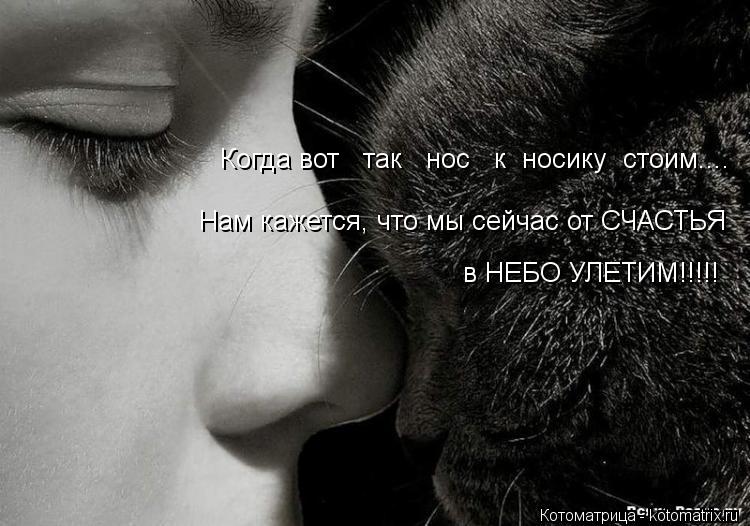 Когда вот так нос к носику стоим.... Нам кажется, что мы сейчас от СЧАСТЬЯ в НЕБО УЛЕТИМ!!!!... Котоматрица: Когда вот так нос к носику стоим.... Нам кажется, что мы сейчас от СЧАСТЬЯ в НЕБО УЛЕТИМ!!!!!