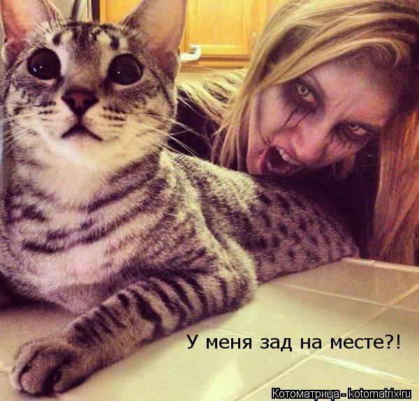 У меня зад на месте?!... Котоматрица: У меня зад на месте?!