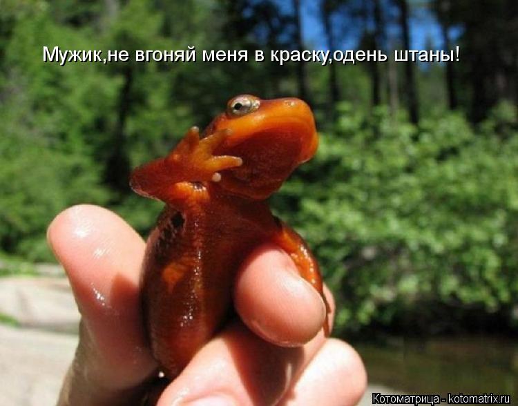 Мужик,не вгоняй меня в краску,одень штаны!... Котоматрица: Мужик,не вгоняй меня в краску,одень штаны!