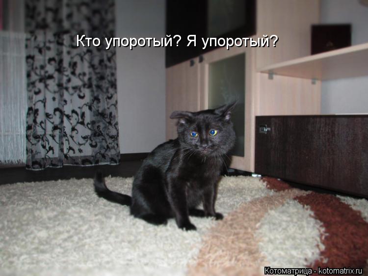 Кто упоротый? Я упоротый?... Котоматрица: Кто упоротый? Я упоротый?