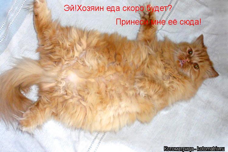 Эй!Хозяин еда скоро будет? Принеси мне её сюда!... Котоматрица: Эй!Хозяин еда скоро будет? Принеси мне её сюда!