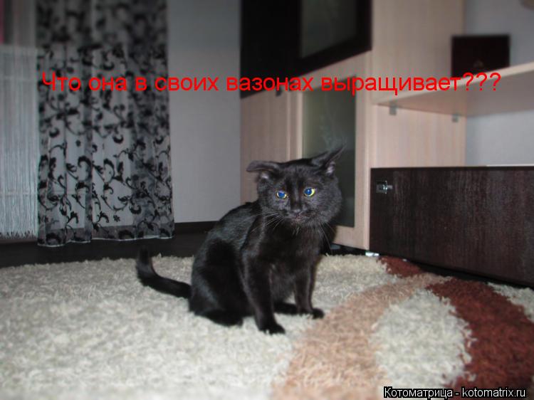 Что она в своих вазонах выращивает???... Котоматрица: Что она в своих вазонах выращивает???