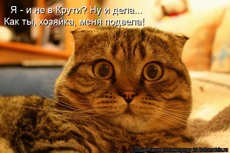 Котоматрица: Как ты, хозяйка, меня подвела!  Я - и не в Крути? Ну и дела...