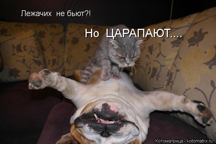 Лежачих не бьют?! Но ЦАРАПАЮТ....... Котоматрица: Лежачих не бьют?! Но ЦАРАПАЮТ....