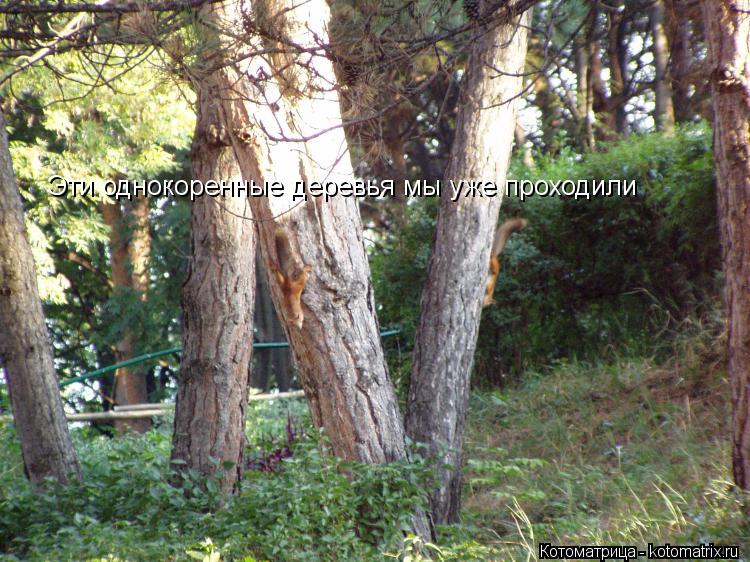 Эти однокоренные деревья мы уже проходили... Котоматрица: Эти однокоренные деревья мы уже проходили