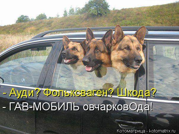 - Ауди? Фольксваген? Шкода? - ГАВ-МОБИЛЬ овчарковОда!... Котоматрица: - Ауди? Фольксваген? Шкода? - ГАВ-МОБИЛЬ овчарковОда!