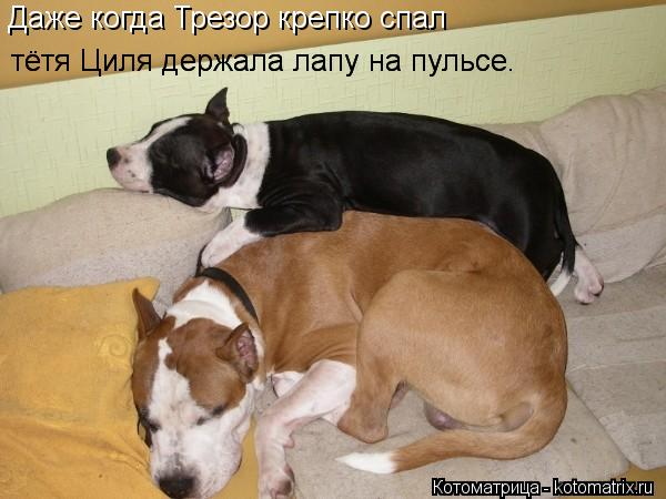 Даже когда Трезор крепко спал тётя Циля держала лапу на пульсе. тётя Циля держала лапу на пульсе.... Котоматрица: Даже когда Трезор крепко спал тётя Циля держала лапу на пульсе. тётя Циля держала лапу на пульсе.