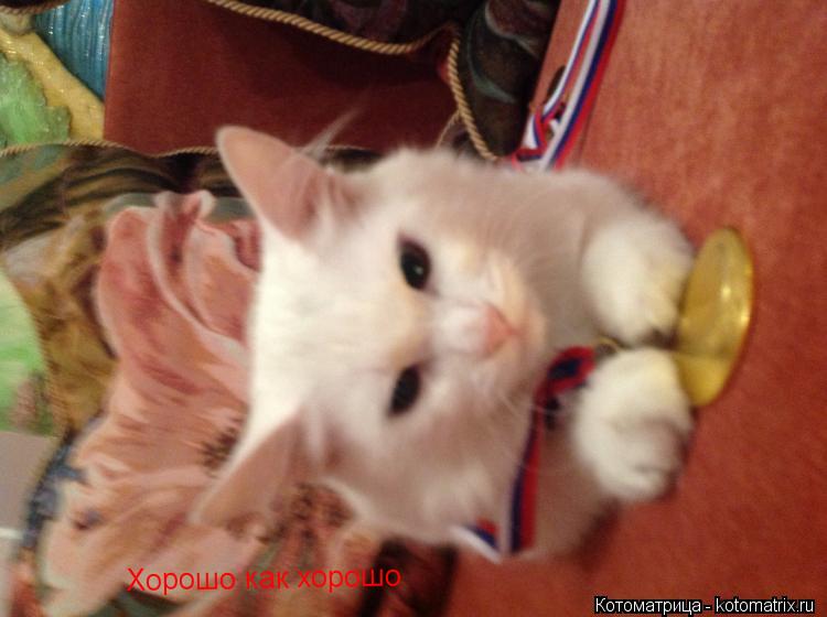Хорошо как хорошо... Котоматрица: Хорошо как хорошо