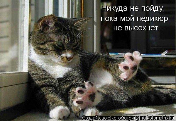 Никуда не пойду, пока мой педикюр не высохнет.... Котоматрица: Никуда не пойду, пока мой педикюр не высохнет.