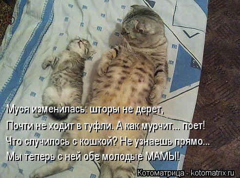 Котоматрица: Муся изменилась: шторы не дерет, Почти не ходит в туфли. А как мурчит... поет! Что случилось с кошкой? Не узнаешь прямо... Мы теперь с ней обе мол