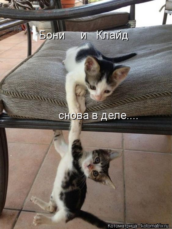 Бони и Клайд снова в деле....... Котоматрица: Бони и Клайд снова в деле....