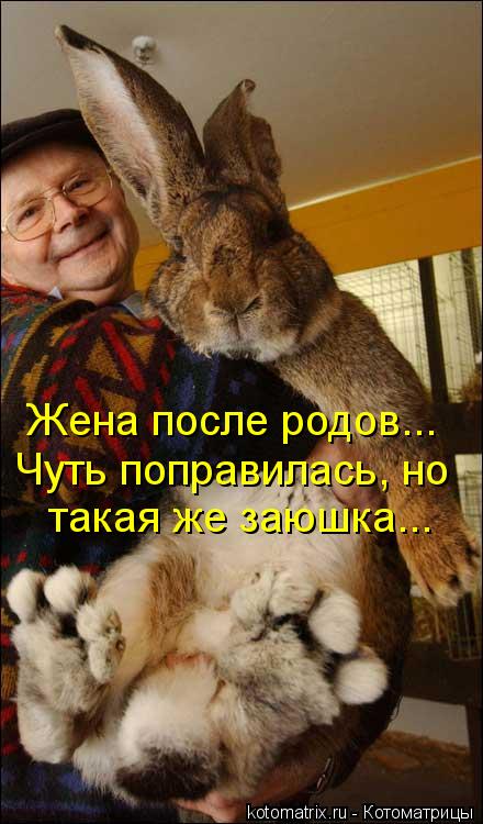 Котоматрица: Жена после родов... Чуть поправилась, но  такая же заюшка...