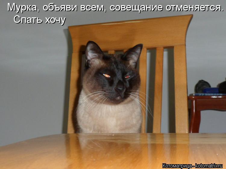 Мурка, объяви всем, совещание отменяется. Спать хочу... Котоматрица: Мурка, объяви всем, совещание отменяется. Спать хочу