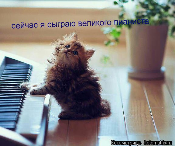 Котоматрица: сейчас я сыграю великого пианиста