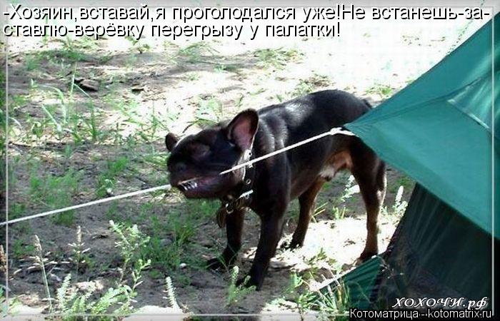 -Хозяин,вставай,я проголодался уже!Не встанешь-за- ставлю-верёвку перегрызу у палатки!... Котоматрица: -Хозяин,вставай,я проголодался уже!Не встанешь-за- ставлю-верёвку перегрызу у палатки!