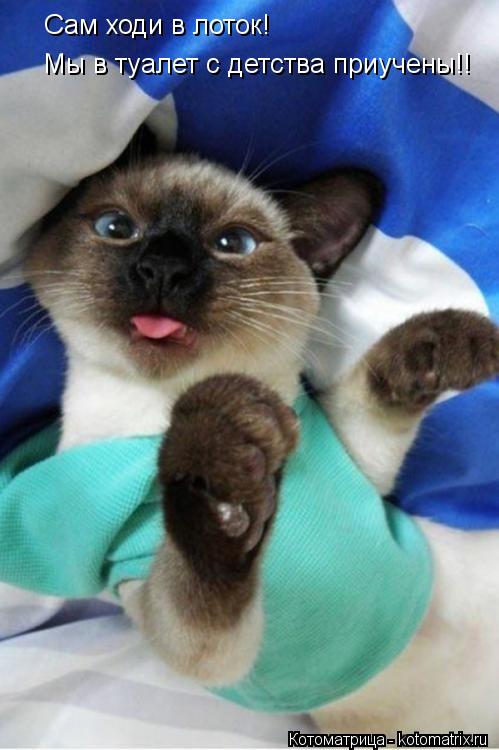 Сам ходи в лоток! Мы в туалет с детства приучены!!... Котоматрица: Сам ходи в лоток! Мы в туалет с детства приучены!!