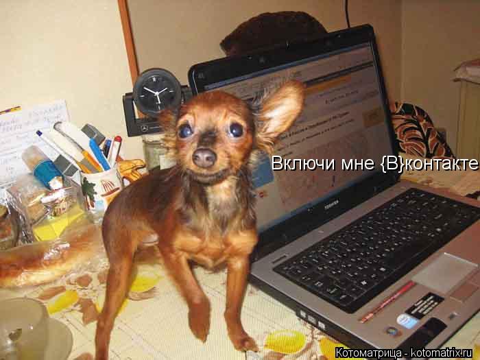Включи мне {B}контакте!... Котоматрица: Включи мне {B}контакте!