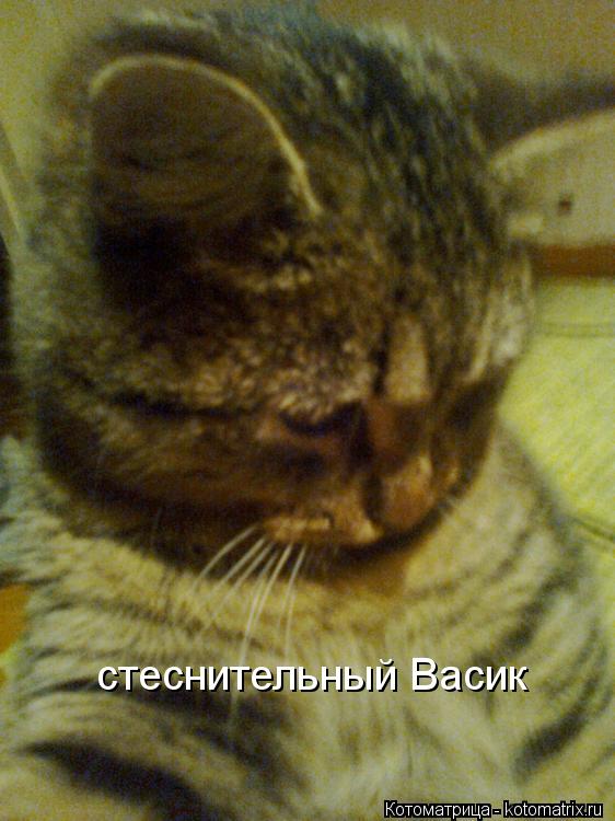 стеснительный Васик... Котоматрица: стеснительный Васик