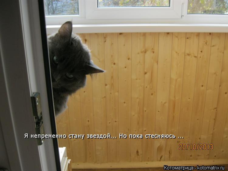 Я непременно стану звездой... Но пока стесняюсь ...... Котоматрица: Я непременно стану звездой... Но пока стесняюсь ...