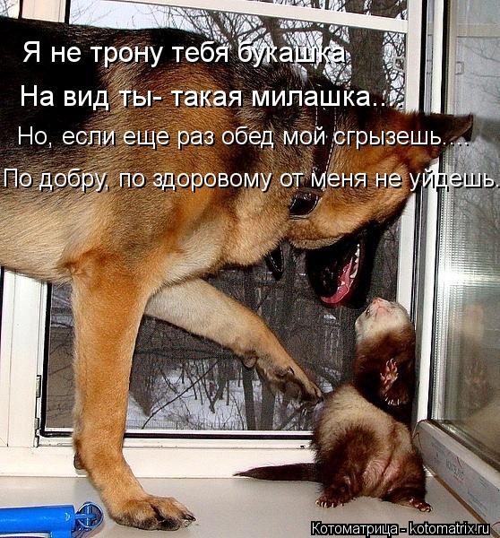 Я не трону тебя букашка На вид ты- такая милашка.... Но, если еще раз обед мой сгрызешь.... По добру,... Котоматрица: Я не трону тебя букашка На вид ты- такая милашка.... Но, если еще раз обед мой сгрызешь.... По добру, по здоровому от меня не уйдешь....