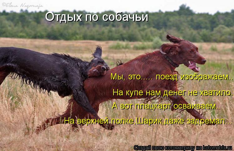 Отдых по собачьи Мы, это..... поезд изображаем... На купе нам денег не хватило.... А вот плацкарт осв... Котоматрица: Отдых по собачьи Мы, это..... поезд изображаем... На купе нам денег не хватило.... А вот плацкарт осваиваем.. На верхней полке,Шарик,даже задремал