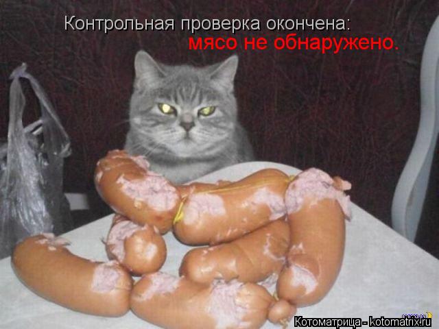 Контрольная проверка окончена: мясо не обнаружено.... Котоматрица: Контрольная проверка окончена: мясо не обнаружено.