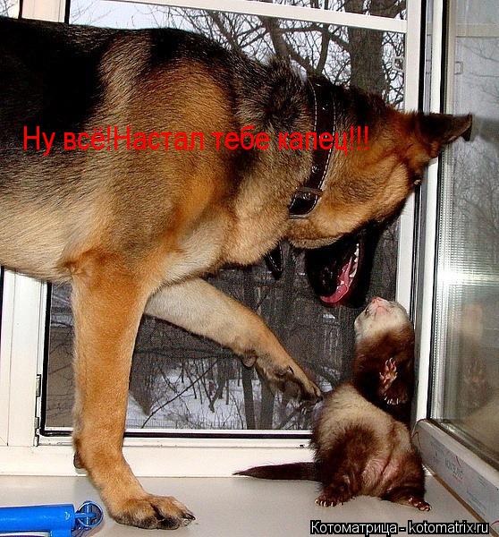 Ну всё!Настал тебе капец!!!... Котоматрица: Ну всё!Настал тебе капец!!!