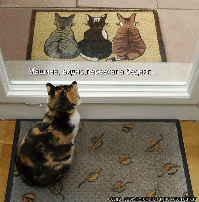Машина, видно,переехала бедняг...... Котоматрица: Машина, видно,переехала бедняг...