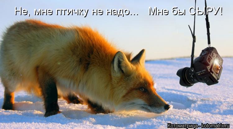 Не, мне птичку не надо... Мне бы СЫРУ!... Котоматрица: Не, мне птичку не надо... Мне бы СЫРУ!