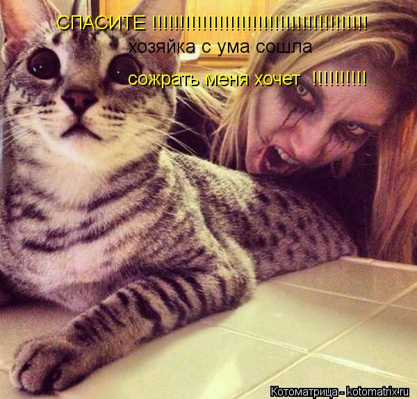 СПАСИТЕ !!!!!!!!!!!!!!!!!!!!!!!!!!!!!!!!!!!!!!! хозяйка с ума сошла сожрать меня хочет !!!!!!!!!!... Котоматрица: СПАСИТЕ !!!!!!!!!!!!!!!!!!!!!!!!!!!!!!!!!!!!!!! хозяйка с ума сошла сожрать меня хочет !!!!!!!!!!