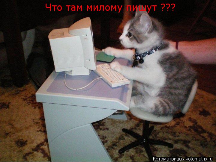 Что там милому пишут ???... Котоматрица: Что там милому пишут ???