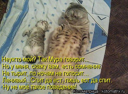 Котоматрица: Неужто мой? Так Мура говорит... Но у меня, скажу вам, есть сомнение. Не тырит, по ночам не голосит... Ленивый...Спит да ест, лишь ест да спит. Ну не 