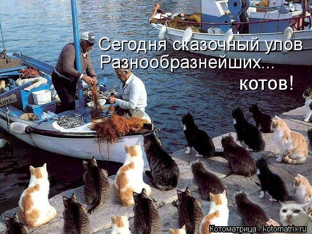Сегодня сказочный улов Разнообразнейших... котов!... Котоматрица: Сегодня сказочный улов Разнообразнейших... котов!