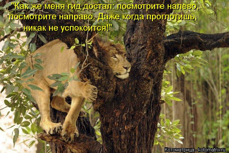 Котоматрица: "Как же меня гид достал: посмотрите налево, посмотрите направо. Даже когда проглотишь, никак не успокоится!"