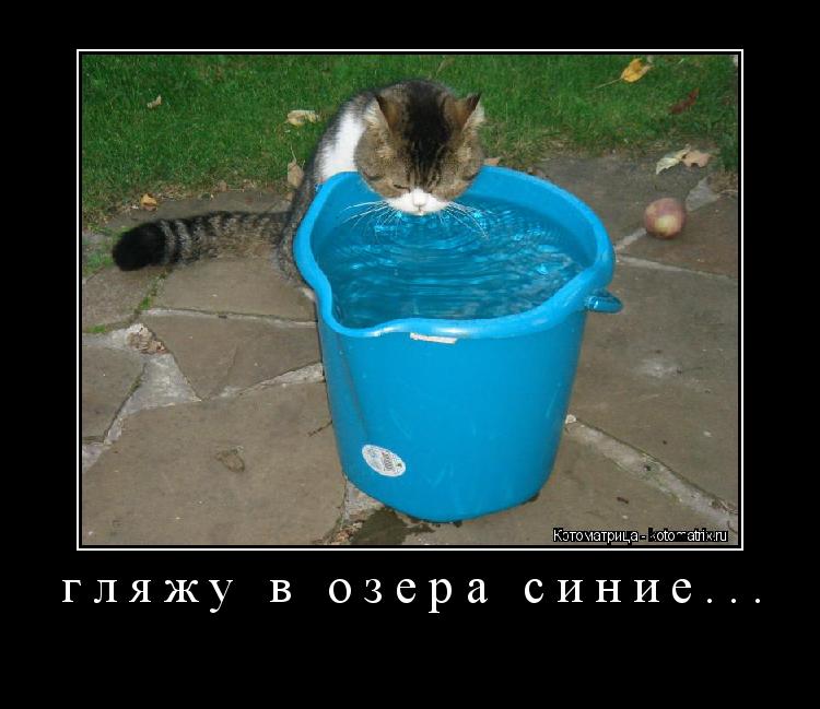 гляжу в озера синие... ... Котоматрица: гляжу в озера синие...