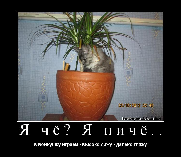 Я чё? Я ничё.. в войнушку играем - высоко сижу - далеко гляжу... Котоматрица: Я чё? Я ничё.. в войнушку играем - высоко сижу - далеко гляжу