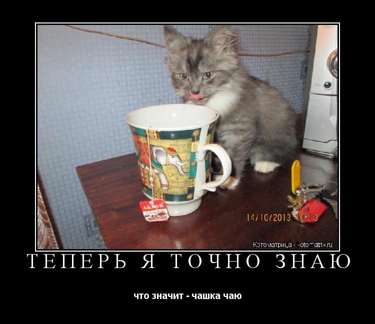 ТЕПЕРЬ Я ТОЧНО ЗНАЮ что значит - чашка чаю... Котоматрица: ТЕПЕРЬ Я ТОЧНО ЗНАЮ что значит - чашка чаю