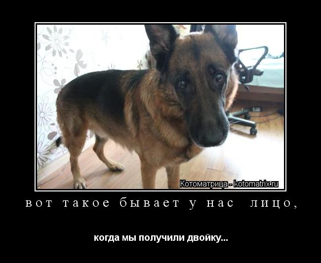 вот такое бывает у нас лицо, когда мы получили двойку...... Котоматрица: вот такое бывает у нас лицо, когда мы получили двойку...