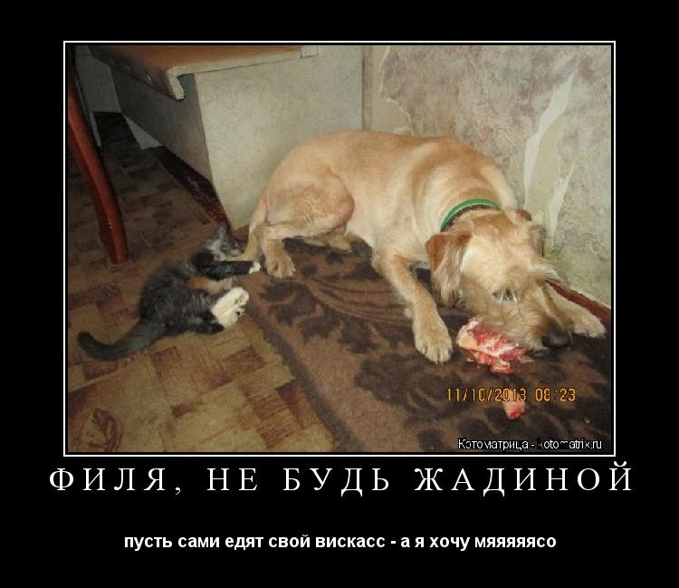 ФИЛЯ, НЕ БУДЬ ЖАДИНОЙ пусть сами едят свой вискасс - а я хочу мяяяяясо... Котоматрица: ФИЛЯ, НЕ БУДЬ ЖАДИНОЙ пусть сами едят свой вискасс - а я хочу мяяяяясо