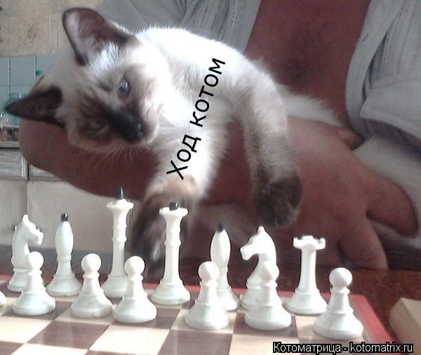 Ход котом... Котоматрица: Ход котом