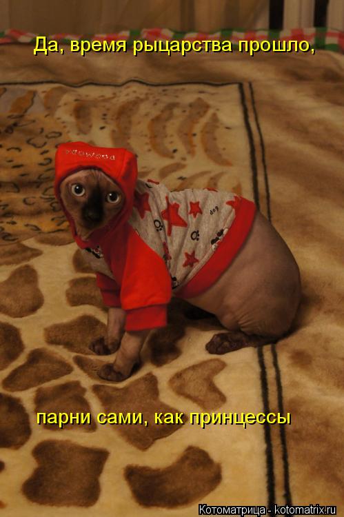 Да, время рыцарства прошло, парни сами, как принцессы... Котоматрица: Да, время рыцарства прошло, парни сами, как принцессы