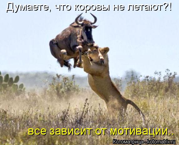 Думаете, что коровы не летают?! все зависит от мотивации..... Котоматрица: Думаете, что коровы не летают?! все зависит от мотивации..
