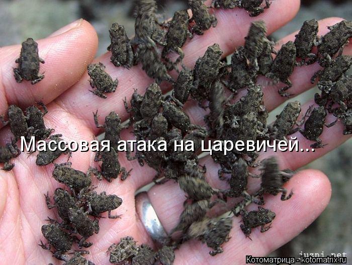 Массовая атака на царевичей...... Котоматрица: Массовая атака на царевичей...