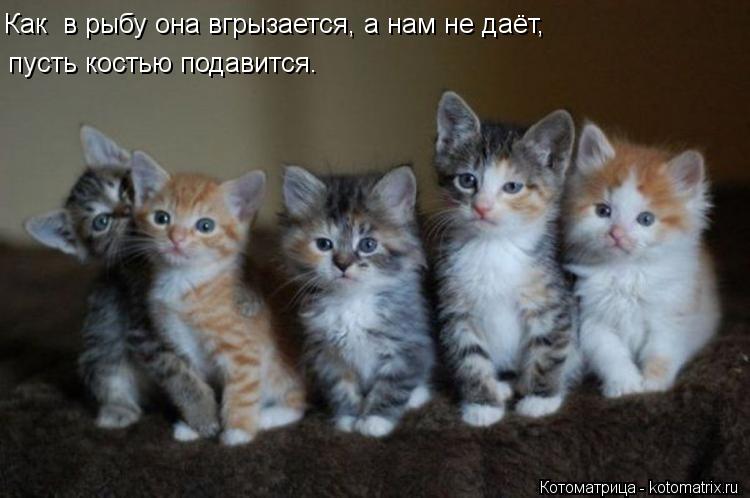 Как в рыбу она вгрызается, а нам не даёт, пусть костью подавится.... Котоматрица: Как в рыбу она вгрызается, а нам не даёт, пусть костью подавится.