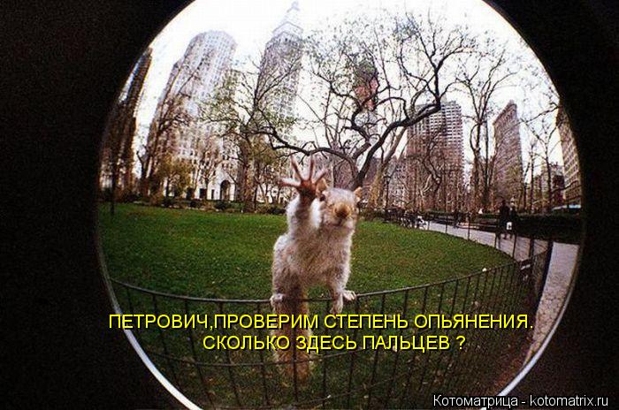 ПЕТРОВИЧ,ПРОВЕРИМ СТЕПЕНЬ ОПЬЯНЕНИЯ. СКОЛЬКО ЗДЕСЬ ПАЛЬЦЕВ ?... Котоматрица: ПЕТРОВИЧ,ПРОВЕРИМ СТЕПЕНЬ ОПЬЯНЕНИЯ. СКОЛЬКО ЗДЕСЬ ПАЛЬЦЕВ ?