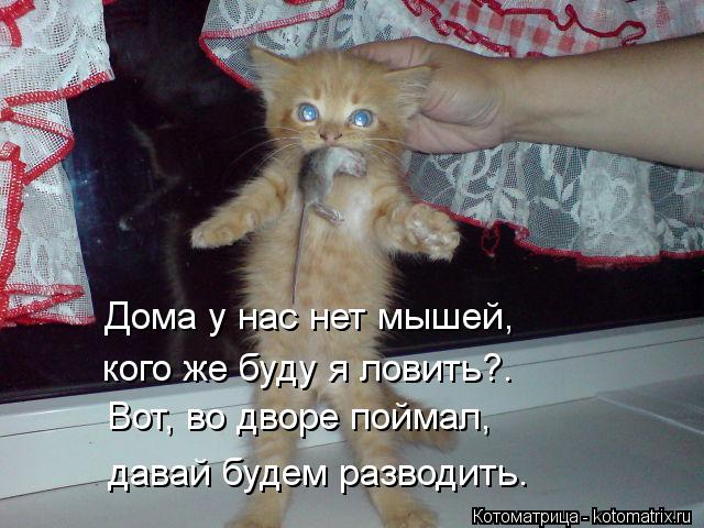 Дома у нас нет мышей, кого же буду я ловить?. Вот, во дворе поймал, давай будем разводить.... Котоматрица: Дома у нас нет мышей, кого же буду я ловить?. Вот, во дворе поймал, давай будем разводить.