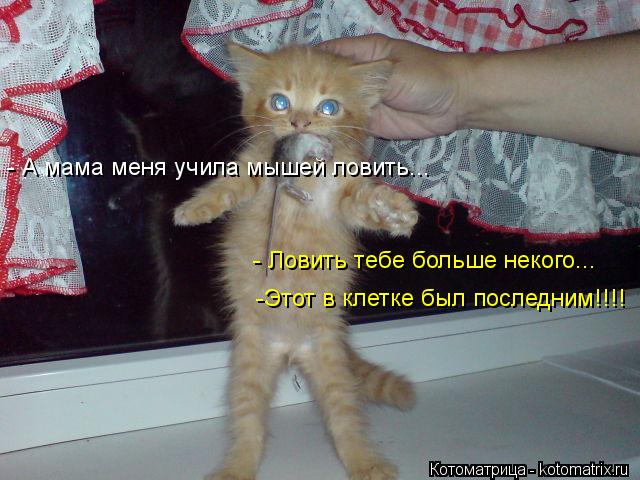 - А мама меня учила мышей ловить... -Этот в клетке был последним!!!! - Ловить тебе больше некого...... Котоматрица: - А мама меня учила мышей ловить... -Этот в клетке был последним!!!! - Ловить тебе больше некого...