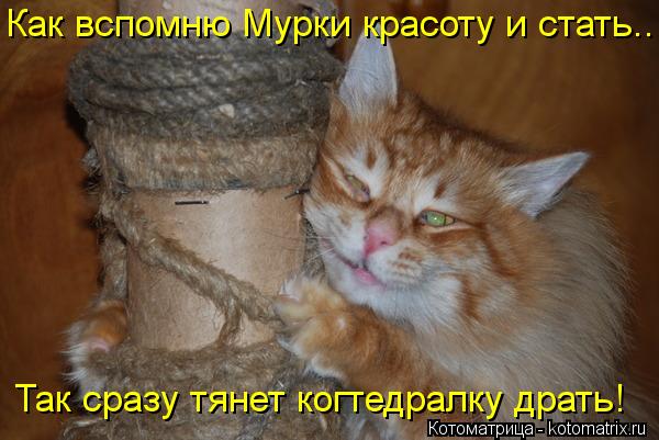 Как вспомню Мурки красоту и стать.. Так сразу тянет когтедралку драть!... Котоматрица: Как вспомню Мурки красоту и стать.. Так сразу тянет когтедралку драть!